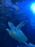 しながわ水族館に投稿された画像（2021/7/10）