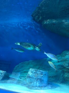 しながわ水族館に投稿された画像（2021/7/10）