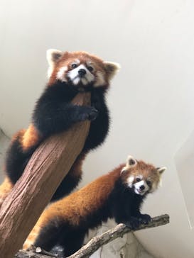 那須どうぶつ王国に投稿された画像（2021/7/10）