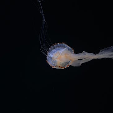 サンシャイン水族館に投稿された画像（2021/7/10）