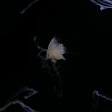 サンシャイン水族館に投稿された画像（2021/7/10）