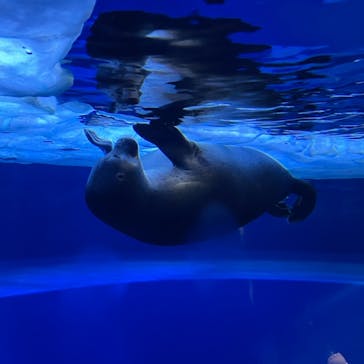 サンシャイン水族館に投稿された画像（2021/7/10）