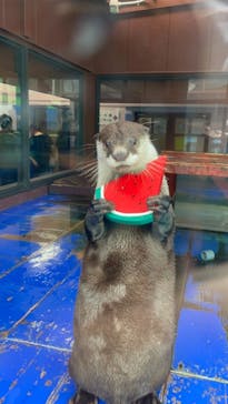 ゼロ距離水族館 伊勢シーパラダイスに投稿された画像（2021/7/10）