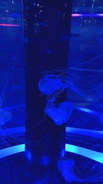 マクセル アクアパーク品川に投稿された画像（2021/7/10）