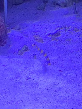 マクセル アクアパーク品川に投稿された画像（2021/7/10）