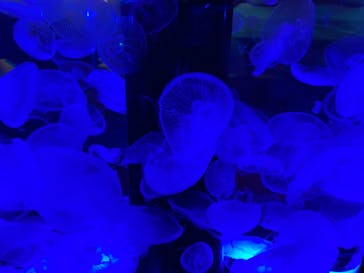 マクセル アクアパーク品川に投稿された画像（2021/7/10）