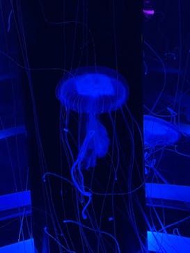 マクセル アクアパーク品川に投稿された画像（2021/7/10）