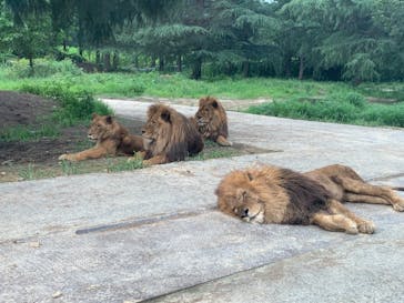 群馬サファリパークに投稿された画像（2021/7/10）