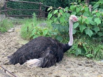 群馬サファリパークに投稿された画像（2021/7/10）