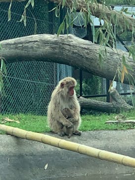 群馬サファリパークに投稿された画像（2021/7/10）