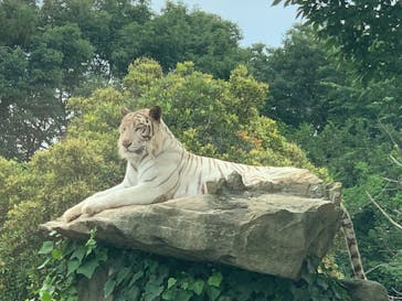 群馬サファリパークに投稿された画像（2021/7/10）