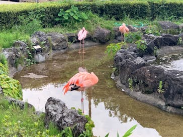 群馬サファリパークに投稿された画像（2021/7/10）