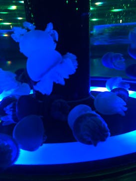 マクセル アクアパーク品川に投稿された画像（2021/7/10）