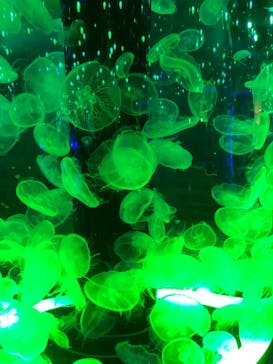 マクセル アクアパーク品川に投稿された画像（2021/7/10）