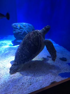 マクセル アクアパーク品川に投稿された画像（2021/7/10）