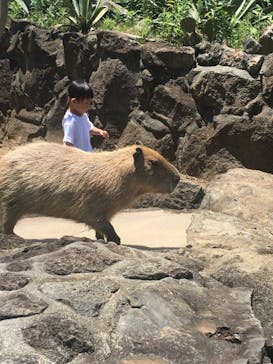 伊豆シャボテン動物公園に投稿された画像（2021/7/10）