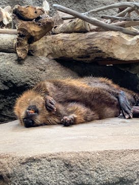 神戸どうぶつ王国に投稿された画像（2021/7/10）