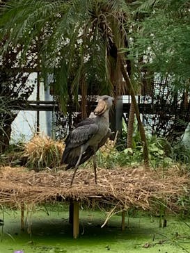 神戸どうぶつ王国に投稿された画像（2021/7/10）