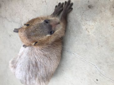 神戸どうぶつ王国に投稿された画像（2021/7/10）