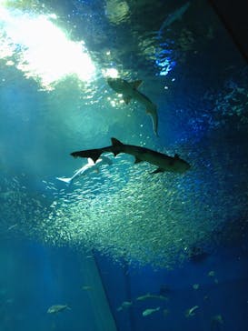 アクアワールド茨城県大洗水族館に投稿された画像（2021/7/10）