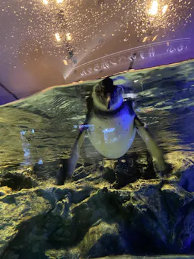 すみだ水族館に投稿された画像（2021/7/10）