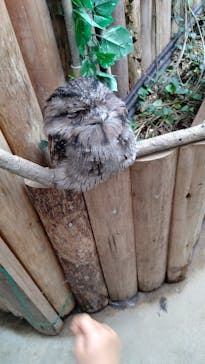 神戸どうぶつ王国に投稿された画像（2021/7/10）