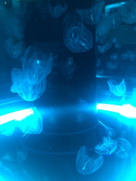 マクセル アクアパーク品川に投稿された画像（2021/7/10）