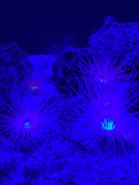 サンシャイン水族館に投稿された画像（2021/7/10）