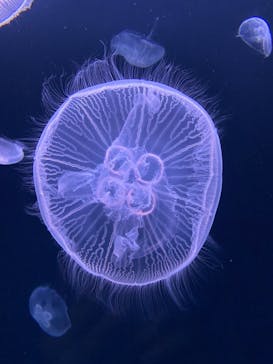サンシャイン水族館に投稿された画像（2021/7/10）
