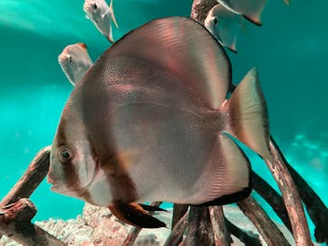 サンシャイン水族館に投稿された画像（2021/7/10）