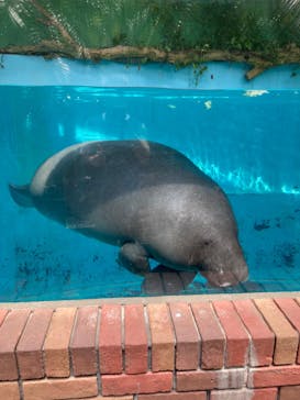 熱川バナナワニ園に投稿された画像（2021/7/10）