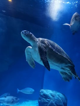 マクセル アクアパーク品川に投稿された画像（2021/7/10）