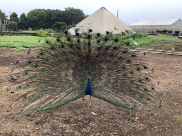 伊豆シャボテン動物公園に投稿された画像（2021/7/10）