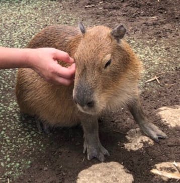 伊豆シャボテン動物公園に投稿された画像（2021/7/10）