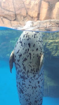 島根県立 しまね海洋館に投稿された画像（2021/7/11）