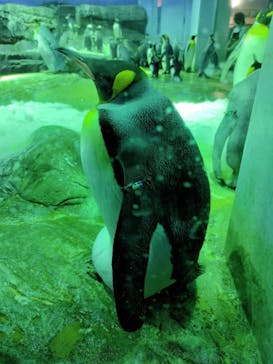 島根県立 しまね海洋館に投稿された画像（2021/7/11）