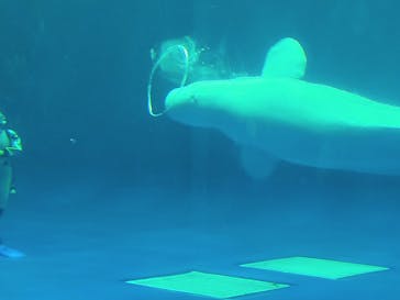 島根県立 しまね海洋館に投稿された画像（2021/7/11）