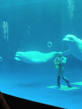 島根県立 しまね海洋館に投稿された画像（2021/7/11）