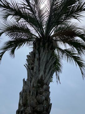 蓮沼ウォーターガーデンに投稿された画像（2021/7/11）