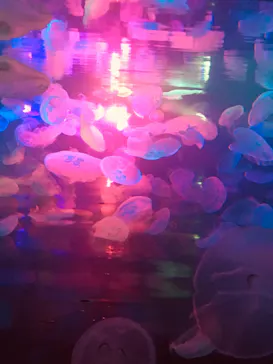 すみだ水族館に投稿された画像（2021/7/11）