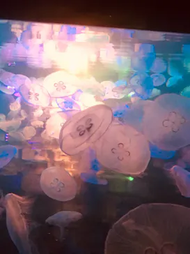 すみだ水族館に投稿された画像（2021/7/11）