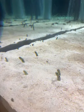 すみだ水族館に投稿された画像（2021/7/11）