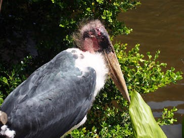 神戸どうぶつ王国に投稿された画像（2021/7/11）
