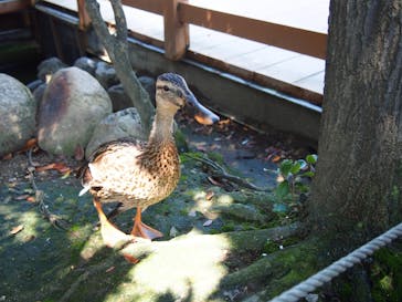 神戸どうぶつ王国に投稿された画像（2021/7/11）