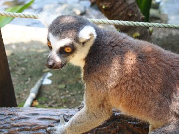 神戸どうぶつ王国に投稿された画像（2021/7/11）