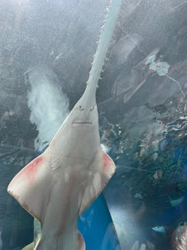 マクセル アクアパーク品川に投稿された画像（2021/7/11）