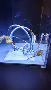 すみだ水族館に投稿された画像（2021/7/11）