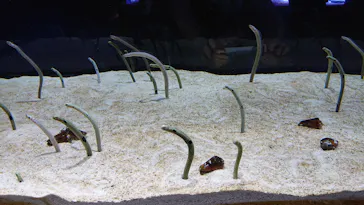 すみだ水族館に投稿された画像（2021/7/11）
