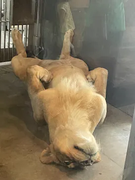 天王寺動物園に投稿された画像（2021/7/11）