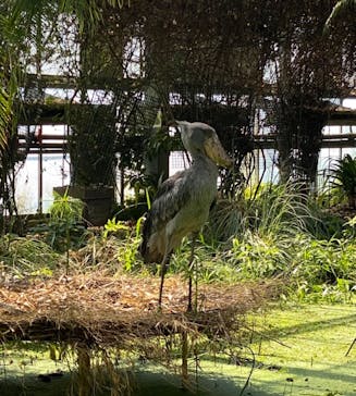 神戸どうぶつ王国に投稿された画像（2021/7/11）